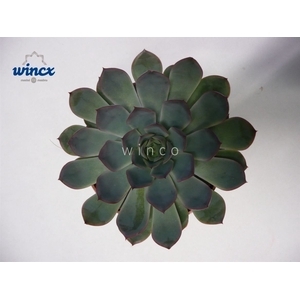 Echeveria pulidonis grey cutflower wincx-8cm