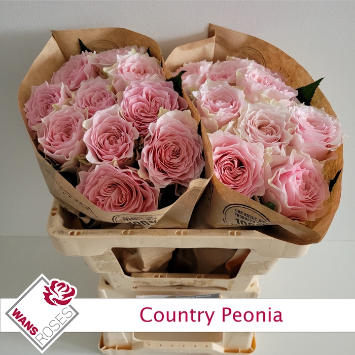 <h4>R GR COUNTRY PEONIA</h4>