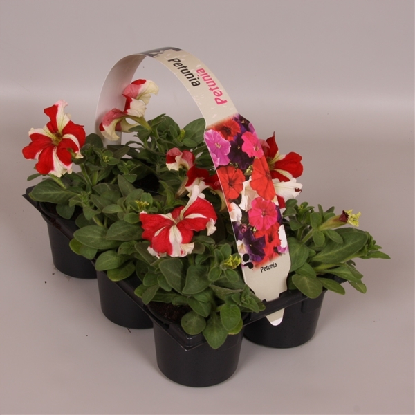 Petunia rood ster 6p