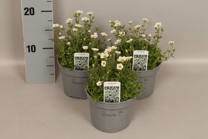 <h4>vaste planten 12 cm Saxifraga White</h4>