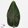 Leaf philodendron red beauty