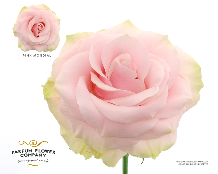<h4>Rosa Premium Pink Mondial</h4>