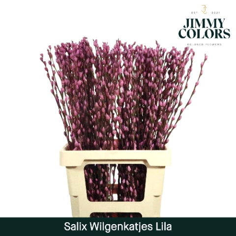 <h4>Salix paint pussy willow lilac</h4>