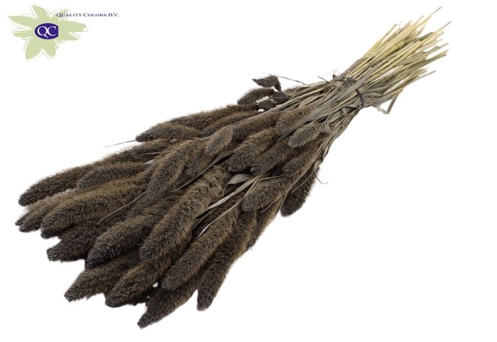 Setaria per bunch frosted grey