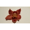 Cymbidium Brown 5/7 blooms p/s