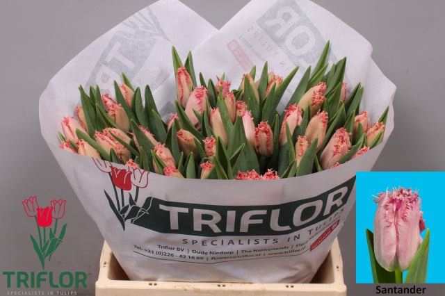 <h4>Tulipa (Fri. Santander</h4>