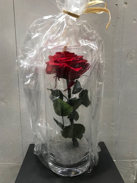 Glass XL Rose Red 25cm
