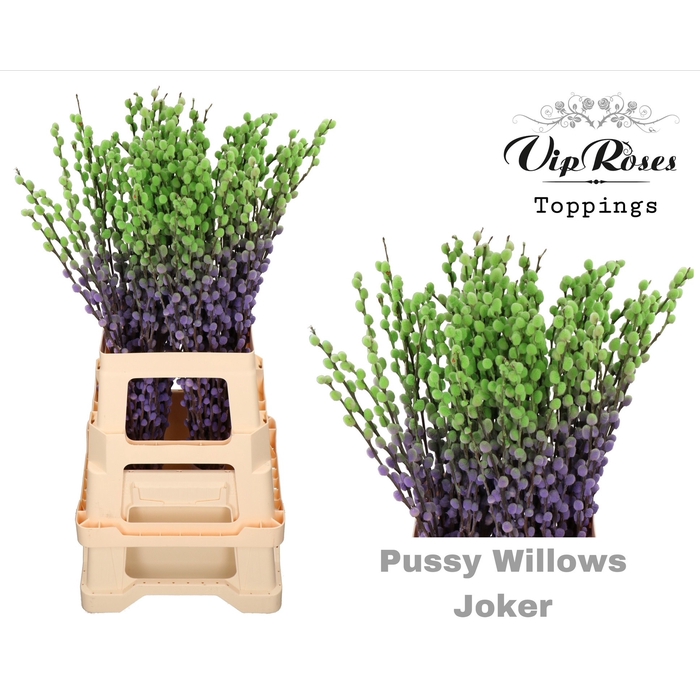 <h4>Salix Pussy Willow Joker</h4>