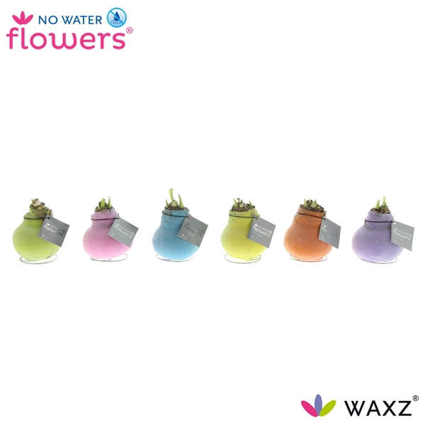 No Water Flowers Waxz® Pastel Mix