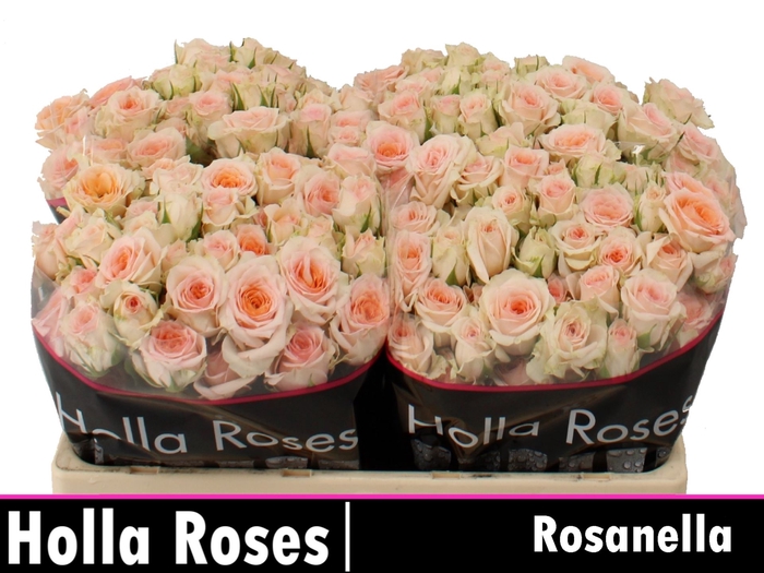 <h4>Rs tr Rosanella</h4>