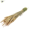 Triticum per bunch frosted salmon