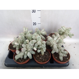 Euphorbia mammillaris