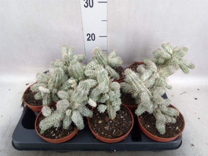 <h4>Euphorbia mammillaris</h4>