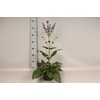 vaste planten 19 cm  Salvia Midnight Model