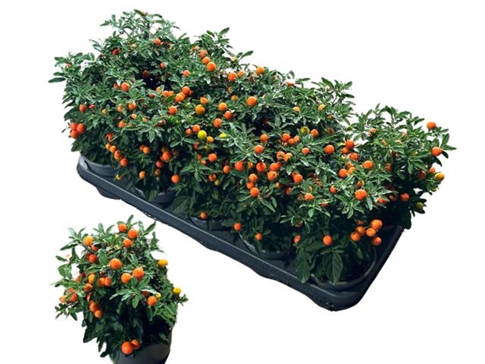 <h4>Solanum pseudocapsicum</h4>