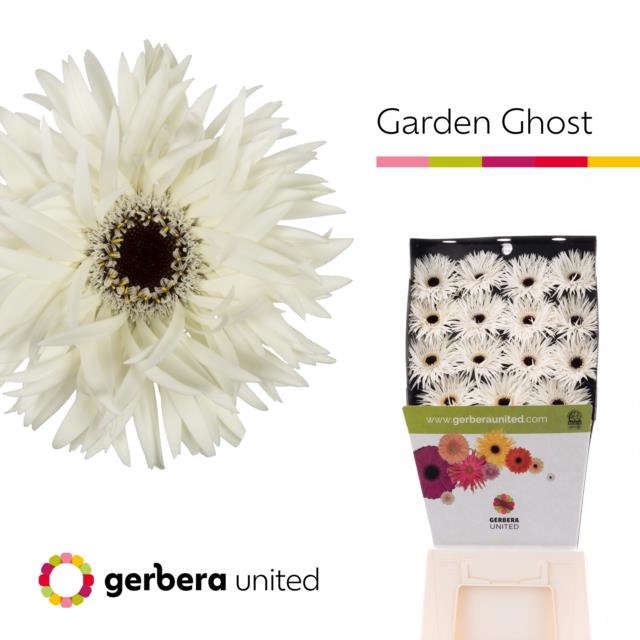 <h4>Gerbera diamond garden ghost</h4>