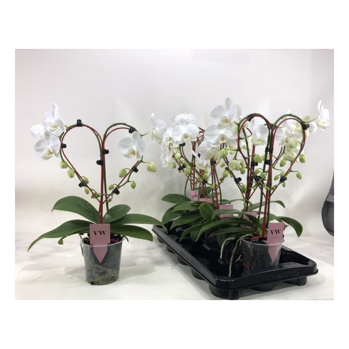 <h4>Phalaenopsis White 12Ø 45cm 2st 16fl</h4>