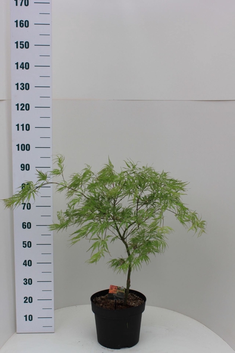 <h4>Acer palmatum Dissectum</h4>