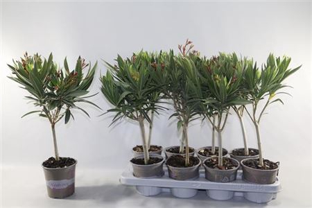 Nerium Oleander Mixtray