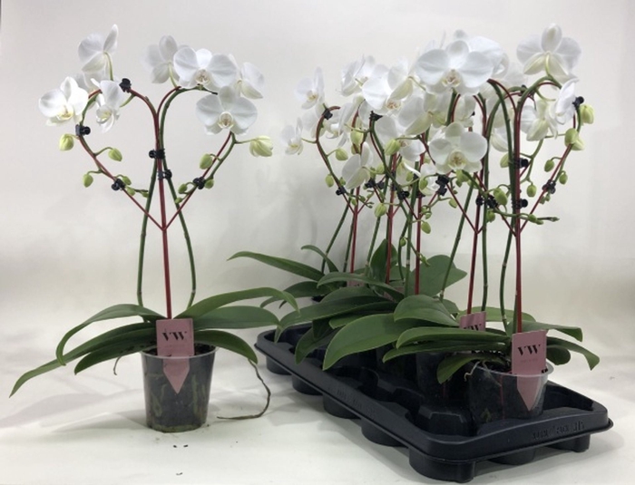 <h4>Phalaenopsis Anthura Leeds</h4>