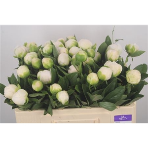 Paeonia L Mme Cl Tain Extra