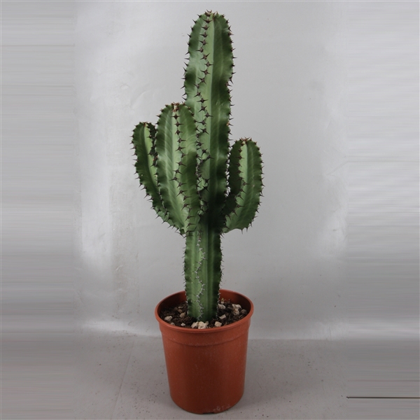 art.1828I Euphorbia ingens 19 cm