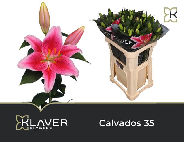 <h4>Lilium or calvados</h4>