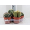 Cactus Bolcactus Gemengd P15
