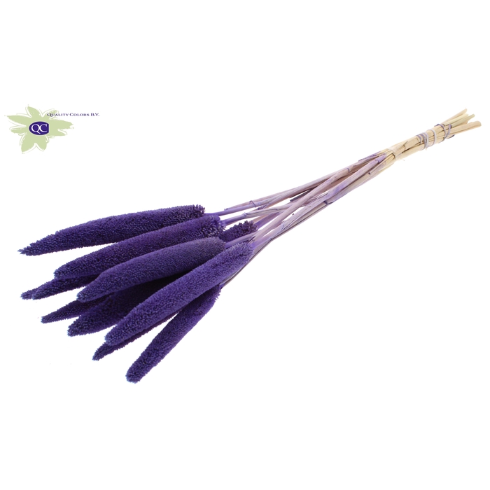 <h4>Babala on natural stem Purple</h4>
