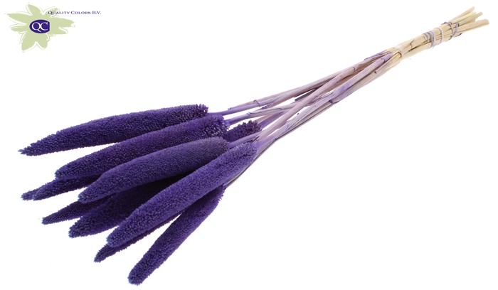 Babala on natural stem Purple