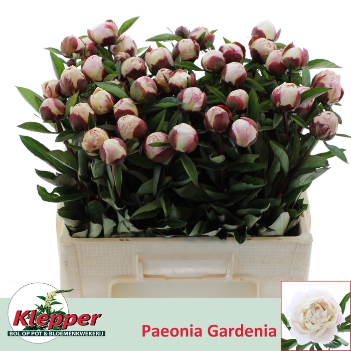 <h4>Paeo L Gardenia</h4>