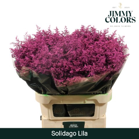 <h4>Solidago paint lilac</h4>