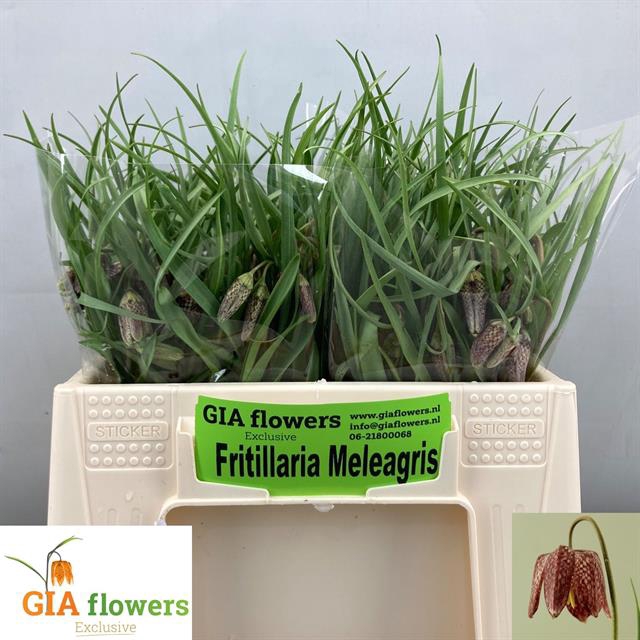 <h4>Fritillaria meleagris</h4>