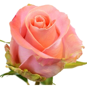 Rosa gr Hermosa (Nevado)