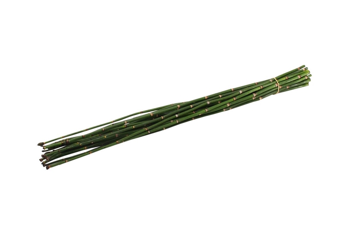 Dec Bamboe Special