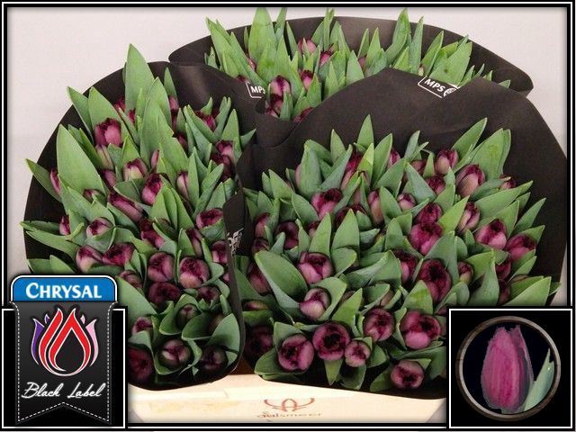 <h4>Tulipa (Fri. Curly Sue</h4>