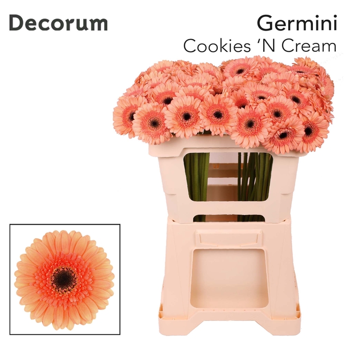 <h4>Germini Cookies n Cream Water x60</h4>