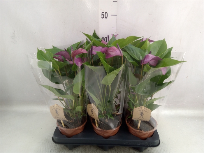 <h4>Anthurium  'Baby Purple'</h4>