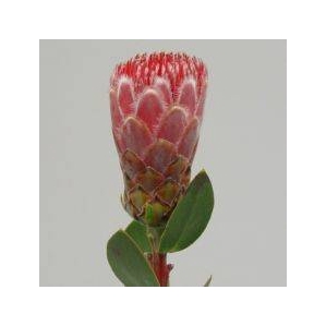 Protea Ivy