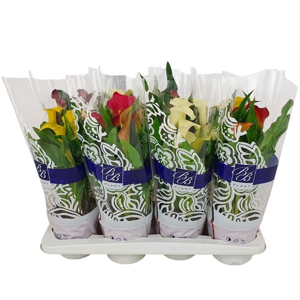 <h4>Zantedeschia Mix 'Hand Selected' in BB hoes</h4>
