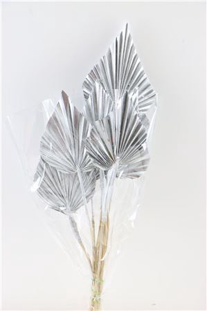 <h4>Dried Palm Spear 10pc Silver Bunch</h4>