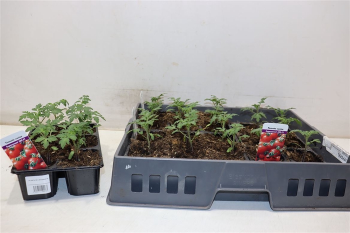 <h4>Tomatenplanten 3x6 Tray Supersweet</h4>