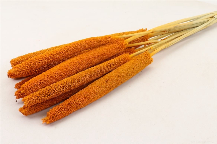 Dried Babala 10pc Orange Bunch
