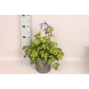 vaste planten 19 cm  Aquilegia Deep Blue & White
