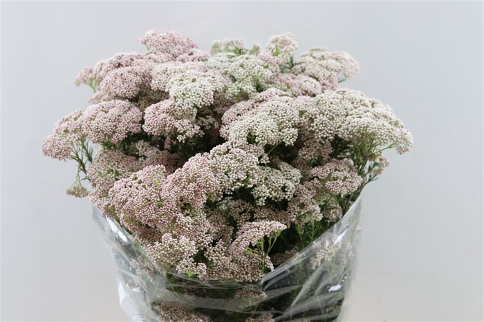 <h4>Riceflower Pink Per Bunch</h4>