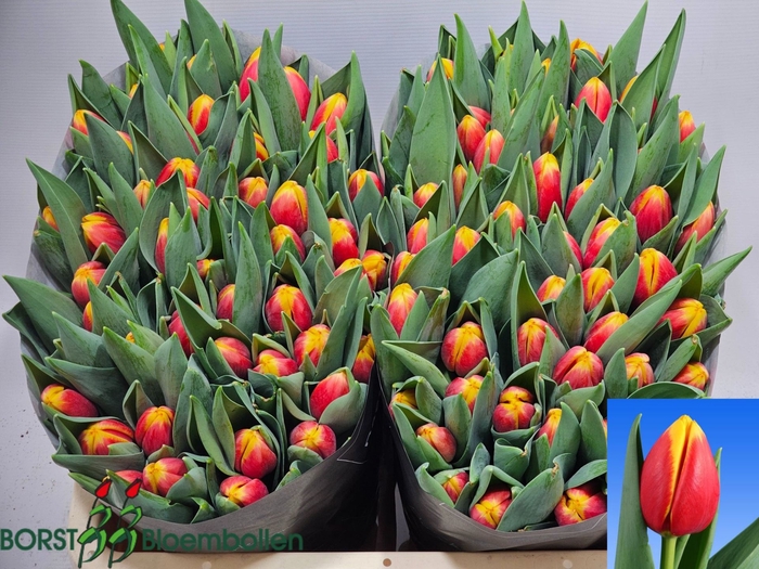 <h4>Tulipa enke. Triumf Grp Rambo</h4>