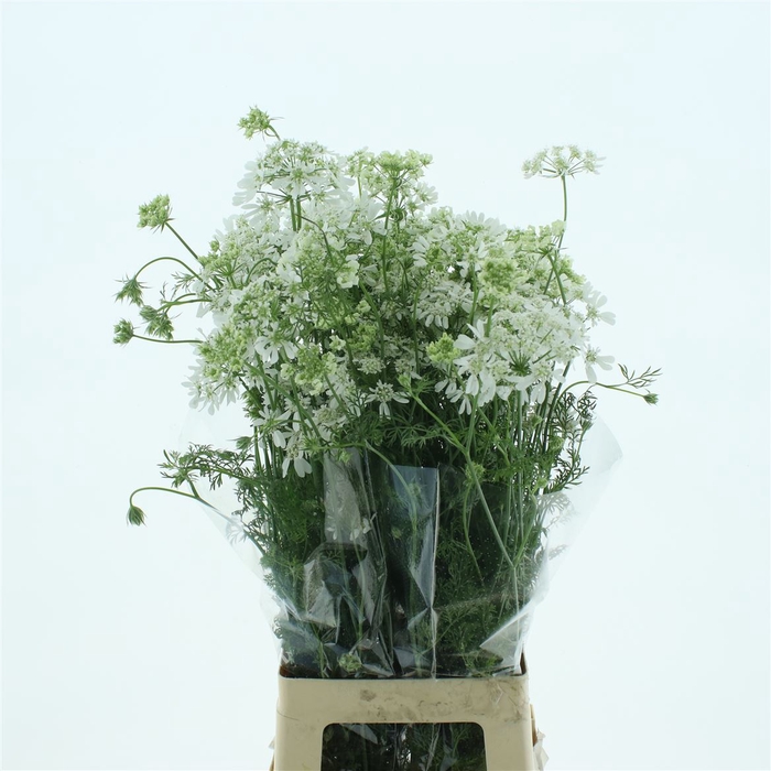 <h4>Orlaya Grandiflora White</h4>