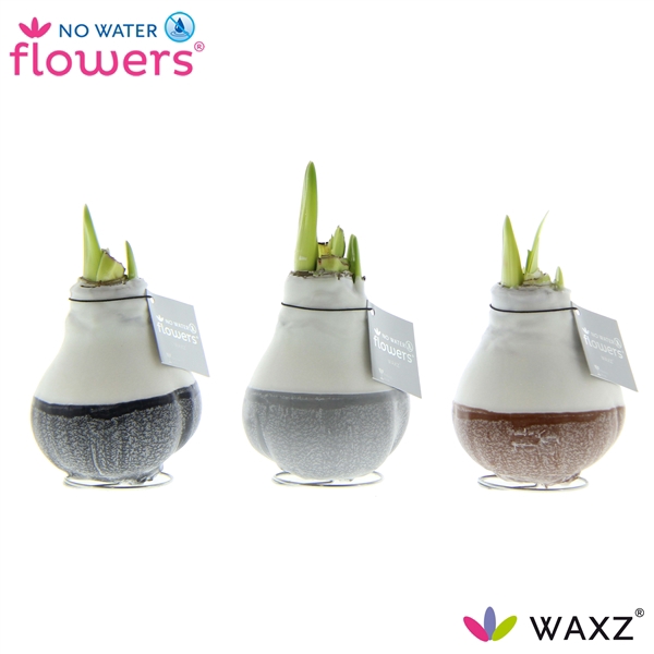 <h4>No Water Flowers Waxz® Dipz Natural</h4>