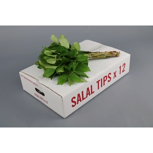 Leaf salal mini tips