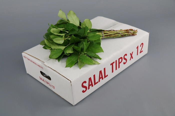 Leaf salal tips